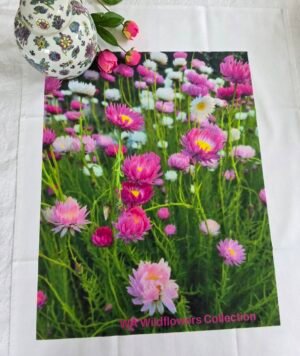 TW-038a-049 Tricolour Everlasting TW-049