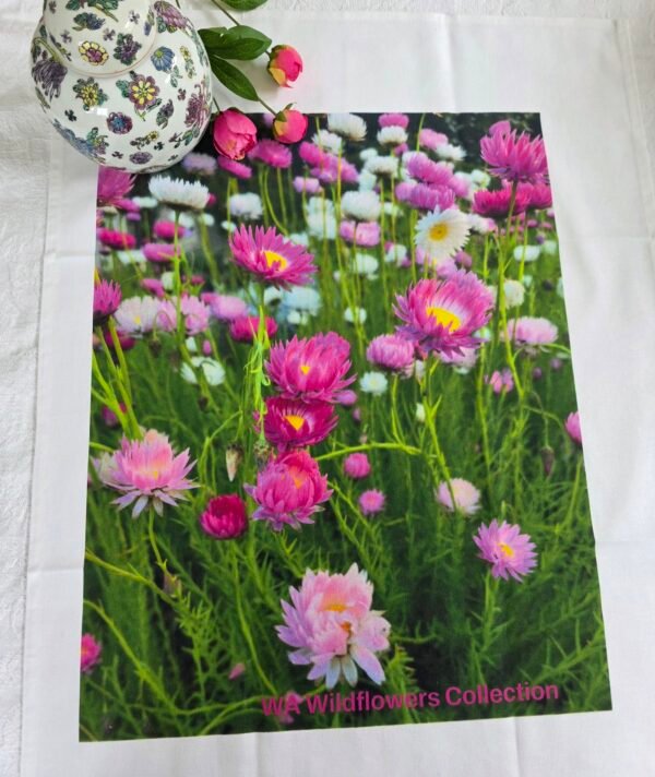TW-038a-049 Tricolour Everlasting TW-049