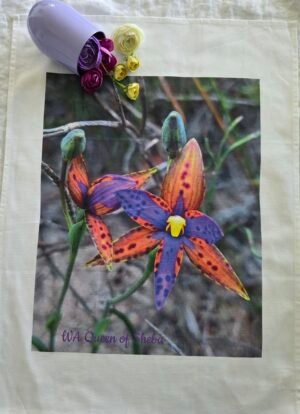 Orangey Queen of Sheba TW-QS01