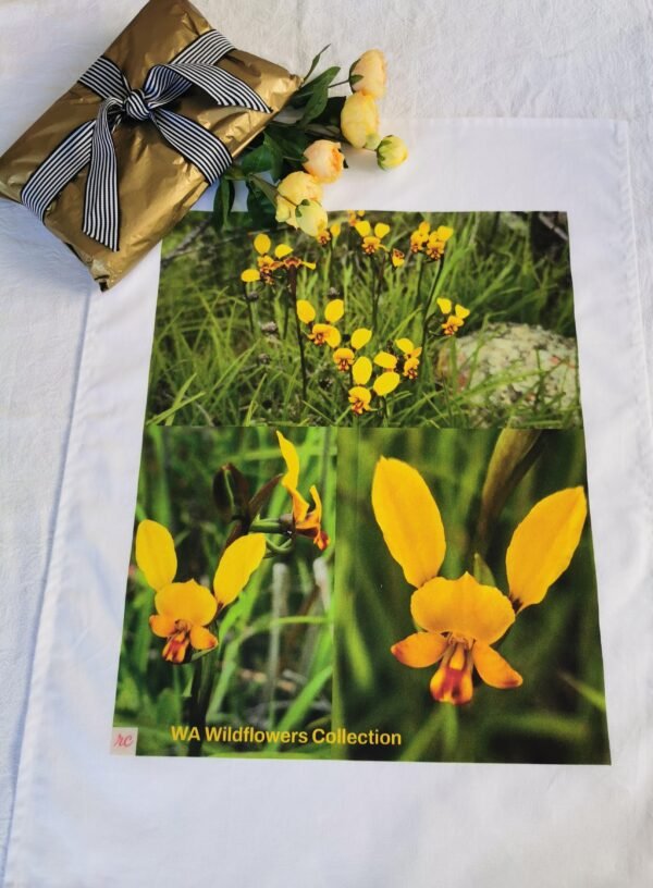qrf Donkey Orchids Display TW-009