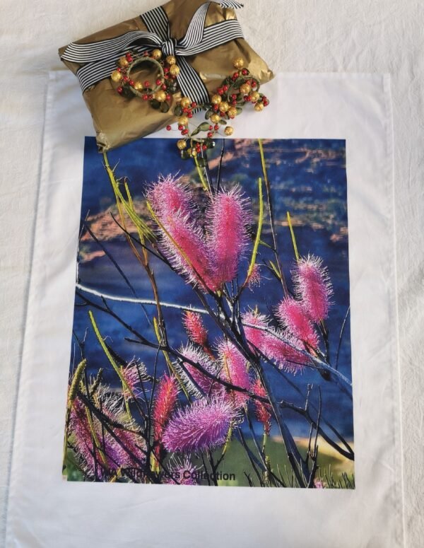Pink Poker Grevillea TW-010
