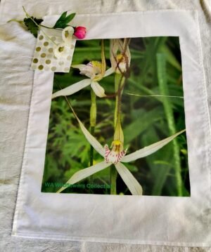White Spider Orchid TW-023