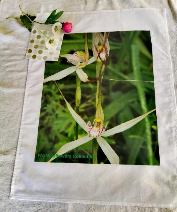 qrf White Spider Orchid TW-023