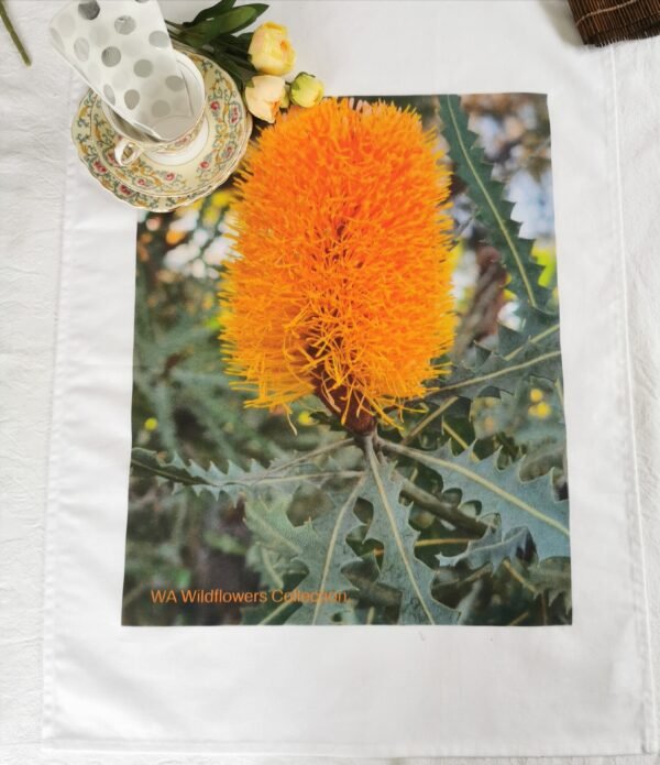 nor Ashby's Banksia TW-036