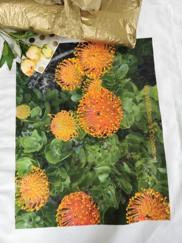 TW-037 Pincushion Protea TW-037