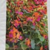 Flame Pea TW-043