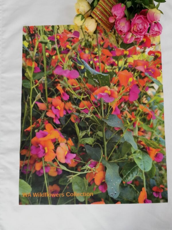 Flame Pea TW-043
