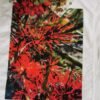 Grevillea Red TW-044