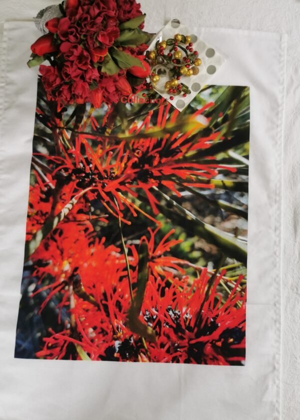 Grevillea Red TW-044