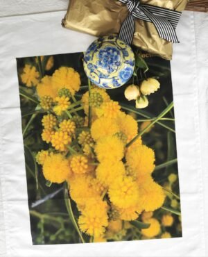 nor Wattle Acacia Yellow TW-053