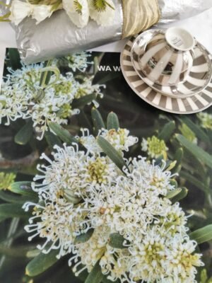 TW-054 Hakea White TW-054